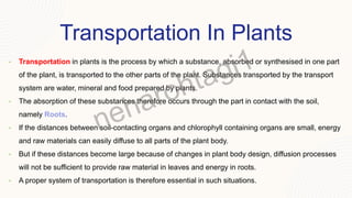 Transportation In Plants
• Transportation in plants is the process by which a substance, absorbed or synthesised in one part
of the plant, is transported to the other parts of the plant. Substances transported by the transport
system are water, mineral and food prepared by plants.
• The absorption of these substances therefore occurs through the part in contact with the soil,
namely Roots.
• If the distances between soil-contacting organs and chlorophyll containing organs are small, energy
and raw materials can easily diffuse to all parts of the plant body.
• But if these distances become large because of changes in plant body design, diffusion processes
will not be sufficient to provide raw material in leaves and energy in roots.
• A proper system of transportation is therefore essential in such situations.
 