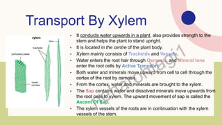 Transport By Xylem
• It conducts water upwards in a plant, also provides strength to the
stem and helps the plant to stand upright.
• It is located in the centre of the plant body.
• Xylem mainly consists of Tracheids and Vessels.
• Water enters the root hair through Osmosis, and Mineral Ions
enter the root cells by Active Transport.
• Both water and minerals move upward from cell to cell through the
cortex of the root by osmosis.
• From the cortex, water and minerals are brought to the xylem.
• The Sap contains water and dissolved minerals move upwards from
the root cells to xylem. The upward movement of sap is called the
Ascent Of Sap.
• The xylem vessels of the roots are in continuation with the xylem
vessels of the stem.
 
