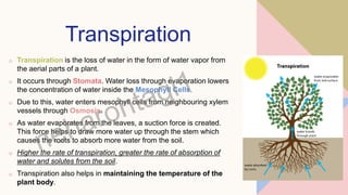 Transpiration
o Transpiration is the loss of water in the form of water vapor from
the aerial parts of a plant.
o It occurs through Stomata. Water loss through evaporation lowers
the concentration of water inside the Mesophyll Cells.
o Due to this, water enters mesophyll cells from neighbouring xylem
vessels through Osmosis.
o As water evaporates from the leaves, a suction force is created.
This force helps to draw more water up through the stem which
causes the roots to absorb more water from the soil.
o Higher the rate of transpiration, greater the rate of absorption of
water and solutes from the soil.
o Transpiration also helps in maintaining the temperature of the
plant body.
 