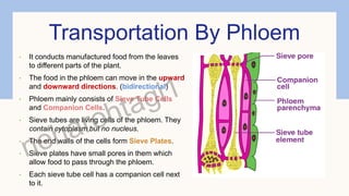 Transportation By Phloem
• It conducts manufactured food from the leaves
to different parts of the plant.
• The food in the phloem can move in the upward
and downward directions. (bidirectional)
• Phloem mainly consists of Sieve Tube Cells
and Companion Cells.
• Sieve tubes are living cells of the phloem. They
contain cytoplasm but no nucleus.
• The end walls of the cells form Sieve Plates.
• Sieve plates have small pores in them which
allow food to pass through the phloem.
• Each sieve tube cell has a companion cell next
to it.
 