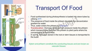 Transport Of Food
 Food synthesised during photosynthesis is loaded into sieve tubes by
utilising ATP.
 The presence of food inside the phloem develops the concentration
gradient for water.
 Thus, water enters the phloem by Osmosis.
 Translocation: Osmosis develops high pressure inside the phloem
which transports the food from the phloem to plant parts where the
concentration of food is less.
 In spring, the sugar stored in the root or stem tissues is transported to
the buds.
Xylem and phloem constitute the conducting tissues and are known as
vascular tissues.
 
