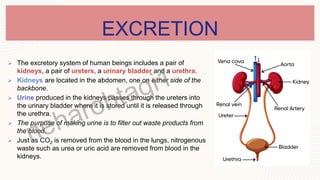 EXCRETION
 The excretory system of human beings includes a pair of
kidneys, a pair of ureters, a urinary bladder and a urethra.
 Kidneys are located in the abdomen, one on either side of the
backbone.
 Urine produced in the kidneys passes through the ureters into
the urinary bladder where it is stored until it is released through
the urethra.
 The purpose of making urine is to filter out waste products from
the blood.
 Just as CO2 is removed from the blood in the lungs, nitrogenous
waste such as urea or uric acid are removed from blood in the
kidneys.
 