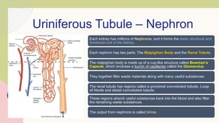 Uriniferous Tubule – Nephron
Each kidney has millions of Nephrons, and it forms the basic structural and
functional unit of the kidney.
Each nephron has two parts: The Malpighian Body and the Renal Tubule.
The malpighian body is made up of a cup-like structure called Bowman’s
Capsule, which encloses a bunch of capillaries called the Glomerulus.
They together filter waste materials along with many useful substances.
The renal tubule has regions called a proximal convoluted tubule, Loop
of Henle and distal convoluted tubule.
These regions absorb useful substances back into the blood and also filter
the remaining waste substances.
The output from nephrons is called Urine.
 
