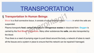 TRANSPORTATION
§ Transportation In Human Beings:
• Blood is a fluid connective tissue, it consists of a fluid medium called Plasma in which the cells are
suspended.
• Plasma transports food, carbon dioxide and nitrogenous wastes in dissolved form. Oxygen is
carried by the Red Blood Corpuscles. Many other substances like salts, are also transported by
the blood.
• Thus there is a need of pumping organ to push blood around the body, a network of tubes to reach
all the tissues and a system in place to ensure that this network can be repaired if damaged.
 