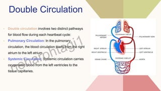 Double Circulation
• Double circulation involves two distinct pathways
for blood flow during each heartbeat cycle:
• Pulmonary Circulation: In the pulmonary
circulation, the blood circulation starts from the right
atrium to the left atrium.
• Systemic Circulation: Systemic circulation carries
oxygenated blood from the left ventricles to the
tissue capillaries.
 