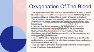 Oxygenation Of The Blood
o The separation of the right side and the left side of the heart is useful
to keep Oxygenated and Deoxygenated Blood from mixing. Such
separation allows a highly efficient supply of oxygen to the body.
o This is useful in animals that have high energy needs, such as Birds
and Mammals, which constantly use energy to maintain their body
temperature.
o In animals that do not use energy for this purpose, the body
temperature depends on the temperature in the environment.
o Such animals, like Amphibians or many reptiles have three-
chambered hearts, and tolerate some mixing of the oxygenated and
de-oxygenated blood streams.
o Fishes, on the other hand, have only two chambers to their hearts,
and the blood is pumped to the gills, is oxygenated there, and passes
directly to the rest of the body.
o Thus, blood goes only once through the heart in the fish during one
cycle of passage through the body.
 