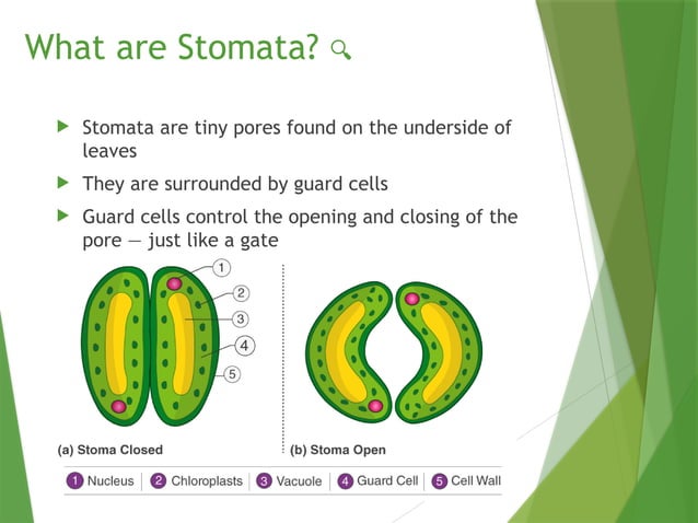 Life Processes Demo Presentation Full Pptx