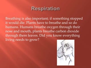 Breathing is also important; if something stopped
it would die. Plants have to breathe and so do
humans. Humans breathe oxygen through their
nose and mouth, plants breathe carbon dioxide
through there leaves. Did you know everything
living needs to grow?
 