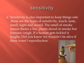    Sensitivity is also important to keep things safe
    ,these are the types of sensitivity, touch, taste,
    smell, sight and sound. The smell of smoke
    means theres a fire, plants drood at smoke but
    humans cough. If a human gets tickled it
    laughs. Did you know we wouldn’t be alive if
    there wasn’t reproduction.
 