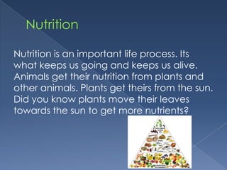 Nutrition is an important life process. Its
what keeps us going and keeps us alive.
Animals get their nutrition from plants and
other animals. Plants get theirs from the sun.
Did you know plants move their leaves
towards the sun to get more nutrients?
 