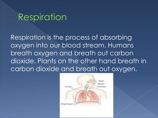 Respiration is the process of absorbing
oxygen into our blood stream. Humans
breath oxygen and breath out carbon
dioxide. Plants on the other hand breath in
carbon dioxide and breath out oxygen.
 
