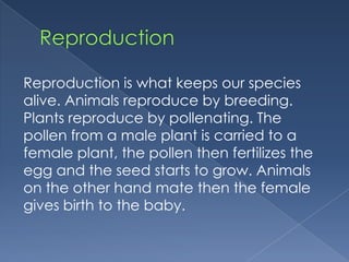Reproduction is what keeps our species
alive. Animals reproduce by breeding.
Plants reproduce by pollenating. The
pollen from a male plant is carried to a
female plant, the pollen then fertilizes the
egg and the seed starts to grow. Animals
on the other hand mate then the female
gives birth to the baby.
 