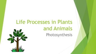 Life Processes in Plants
and Animals
Photosynthesis
 