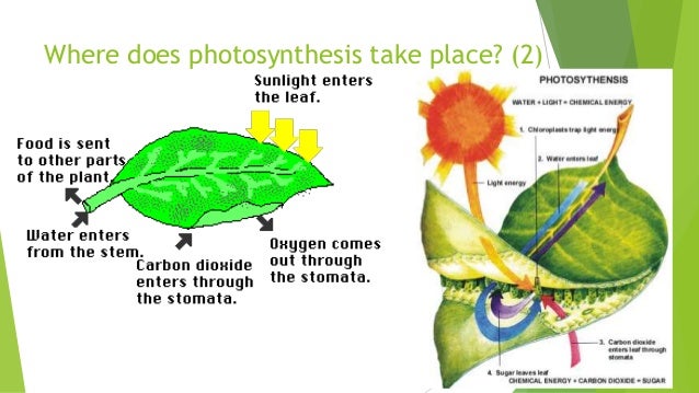 Where does photsynthesis take place