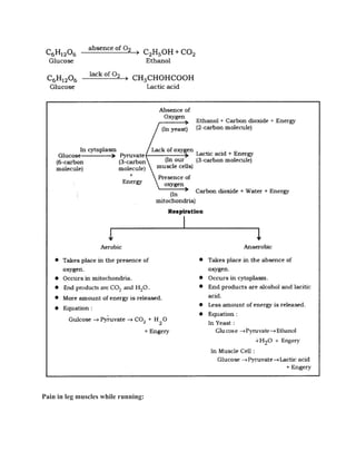 Life processes notes | PDF