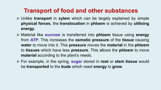  Unlike transport in xylem which can be largely explained by simple
physical forces, the translocation in phloem is achieved by utilising
energy.
 Material like sucrose is transferred into phloem tissue using energy
from ATP. This increases the osmotic pressure of the tissue causing
water to move into it. This pressure moves the material in the phloem
to tissues which have less pressure. This allows the phloem to move
material according to the plant’s needs.
 For example, in the spring, sugar stored in root or stem tissue would
be transported to the buds which need energy to grow.
Transport of food and other substances
 