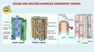 XYLEM AND PHLOEM (COMPLEX PERMANENT TISSUE)
 