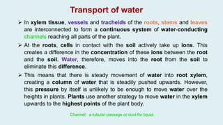  In xylem tissue, vessels and tracheids of the roots, stems and leaves
are interconnected to form a continuous system of water-conducting
channels reaching all parts of the plant.
 At the roots, cells in contact with the soil actively take up ions. This
creates a difference in the concentration of these ions between the root
and the soil. Water, therefore, moves into the root from the soil to
eliminate this difference.
 This means that there is steady movement of water into root xylem,
creating a column of water that is steadily pushed upwards. However,
this pressure by itself is unlikely to be enough to move water over the
heights in plants. Plants use another strategy to move water in the xylem
upwards to the highest points of the plant body.
Transport of water
Channel: a tubular passage or duct for liquid.
 