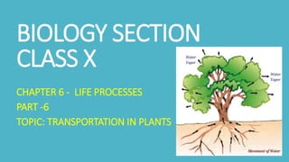 BIOLOGY SECTION
CLASS X
CHAPTER 6 - LIFE PROCESSES
PART -6
TOPIC: TRANSPORTATION IN PLANTS
 