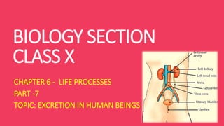 BIOLOGY SECTION
CLASS X
CHAPTER 6 - LIFE PROCESSES
PART -7
TOPIC: EXCRETION IN HUMAN BEINGS
 