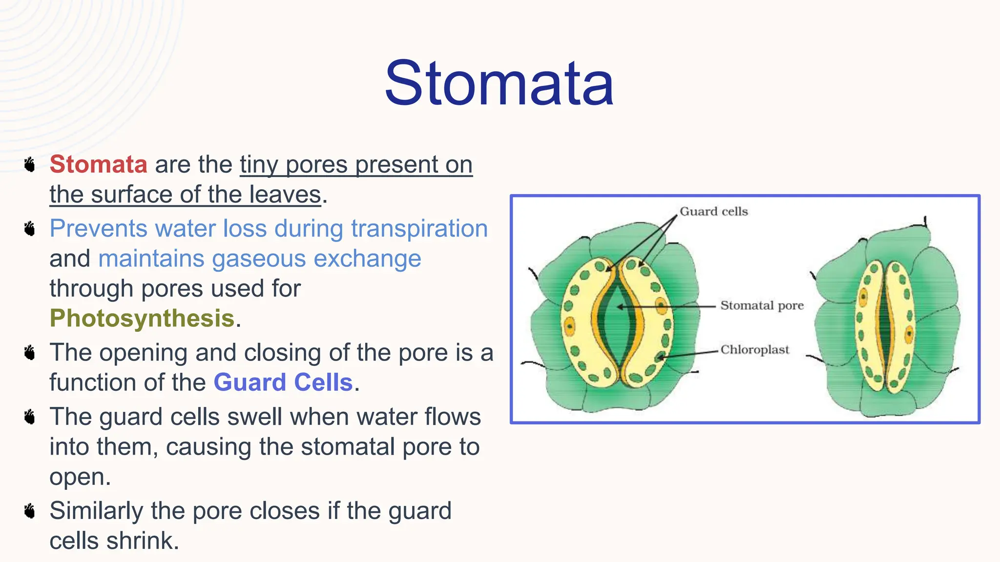 Stomata
Stomata are the tiny pores present on
the surface of the leaves.
Prevents water loss during transpiration
and maintains gaseous exchange
through pores used for
Photosynthesis.
The opening and closing of the pore is a
function of the Guard Cells.
The guard cells swell when water flows
into them, causing the stomatal pore to
open.
Similarly the pore closes if the guard
cells shrink.
 
