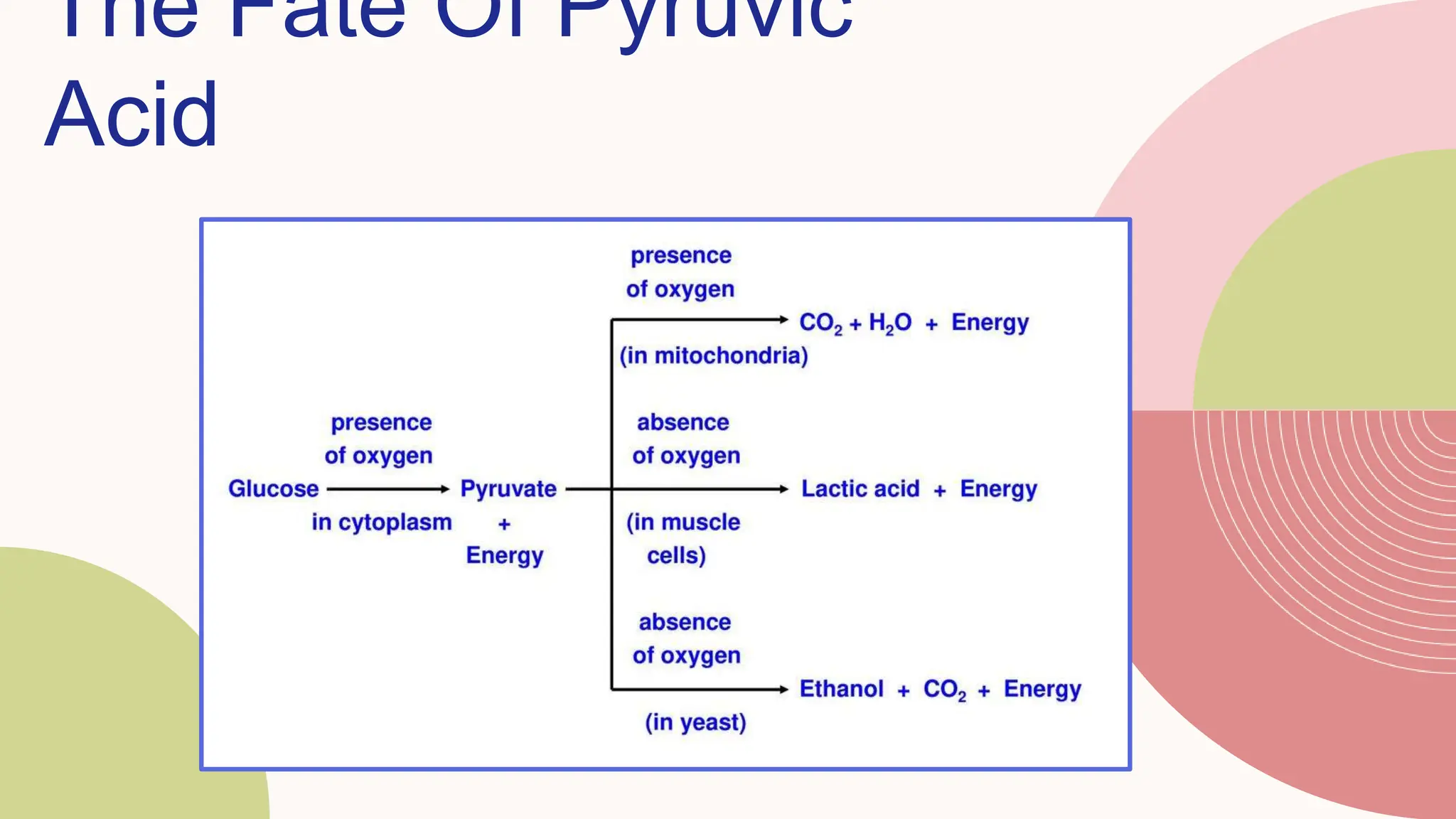 The Fate Of Pyruvic
Acid
 