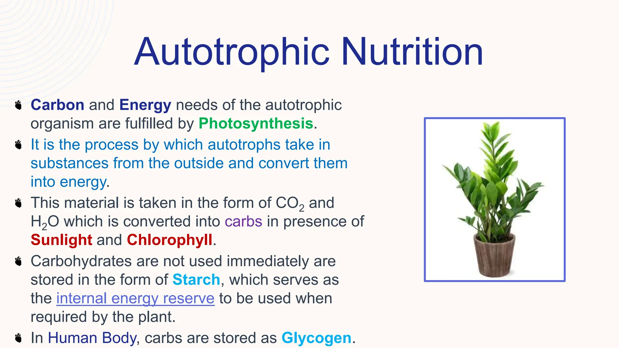 Autotrophic Nutrition
Carbon and Energy needs of the autotrophic
organism are fulfilled by Photosynthesis.
It is the process by which autotrophs take in
substances from the outside and convert them
into energy.
This material is taken in the form of CO2 and
H2O which is converted into carbs in presence of
Sunlight and Chlorophyll.
Carbohydrates are not used immediately are
stored in the form of Starch, which serves as
the internal energy reserve to be used when
required by the plant.
In Human Body, carbs are stored as Glycogen.
 
