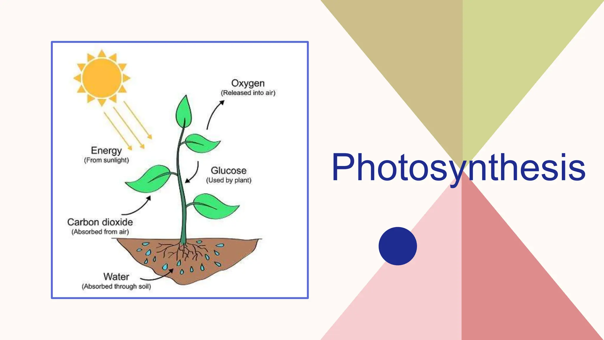 Photosynthesis
 