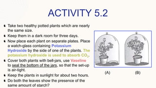 ACTIVITY 5.2
Take two healthy potted plants which are nearly
the same size.
Keep them in a dark room for three days.
Now place each plant on separate plates. Place
a watch-glass containing Potassium
Hydroxide by the side of one of the plants. The
potassium hydroxide is used to absorb CO2.
Cover both plants with bell-jars, use Vaseline
to seal the bottom of the jars, so that the set-up
is air-tight.
Keep the plants in sunlight for about two hours.
Do both the leaves show the presence of the
same amount of starch?
(A) (B)
 