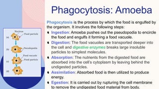 Phagocytosis: Amoeba
Phagocytosis is the process by which the food is engulfed by
the organism. It involves the following steps:
Ingestion: Amoeba pushes out the pseudopodia to encircle
the food and engulfs it forming a food vacuole.
Digestion: The food vacuoles are transported deeper into
the cell and digestive enzymes breaks large insoluble
particles to simplest molecules.
Absorption: The nutrients from the digested food are
absorbed into the cell’s cytoplasm by leaving behind the
undigested particles.
Assimilation: Absorbed food is then utilized to produce
energy.
Egestion: It is carried out by rupturing the cell membrane
to remove the undigested food material from body.
 