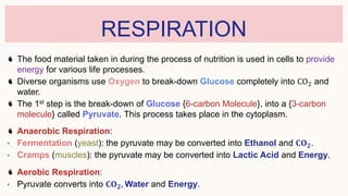 RESPIRATION
The food material taken in during the process of nutrition is used in cells to provide
energy for various life processes.
Diverse organisms use Oxygen to break-down Glucose completely into CO2 and
water.
The 1st step is the break-down of Glucose {6-carbon Molecule}, into a {3-carbon
molecule} called Pyruvate. This process takes place in the cytoplasm.
Anaerobic Respiration:
• Fermentation (yeast): the pyruvate may be converted into Ethanol and 𝐂𝐎𝟐.
• Cramps (muscles): the pyruvate may be converted into Lactic Acid and Energy.
Aerobic Respiration:
• Pyruvate converts into 𝐂𝐎𝟐, Water and Energy.
 