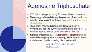 Adenosine Triphosphate
ATP is the energy currency for most cellular processes.
The energy released during the process of respiration is
used to make an ATP molecule from ADP and Inorganic
Phosphate.
The energy released during cellular respiration is
immediately used to synthesize a molecule called ATP,
which is used to fuel all other activities in the cell.
In these processes, ATP (Adenosine Triphosphate) is
broken down giving rise to a energy which can drive the
endothermic reactions taking place in the cell.
 