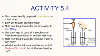 ACTIVITY 5.4
Take some freshly prepared Lime Water in
a test tube.
Blow air through this lime water.
Note how long it takes for the lime water to
turn Milky.
Use a syringe to pass air through some
fresh lime water taken in another test tube.
Note how long it takes for this lime water to
turn milky.
What does this tell us about the amount of
Carbon Dioxide in the air that we breathe
out?
 