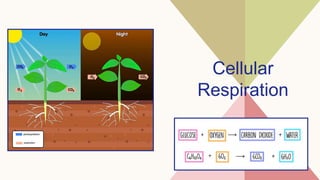Cellular
Respiration
 