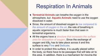 Respiration In Animals
Terrestrial Animals can breathe the oxygen in the
atmosphere, but Aquatic Animals need to use the oxygen
dissolved in water.
Since, the amount of dissolved oxygen is low compared to
the amount of oxygen in the air, the rate of breathing in
aquatic organisms is much faster than that seen in
terrestrial organisms.
All the organs have a structure that increases the surface
area for absorption of oxygen. Since the exchange of
oxygen and 𝐂𝐎𝟐 has to take place across it and this
surface is very Fine and Delicate.
In order to protect this surface, it is usually placed within
the body, so there have to be passages that will take air to
this area. In addition, there is a mechanism for moving the
 