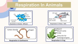 Respiration In Animals
 