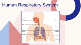 Human Respiratory System
 