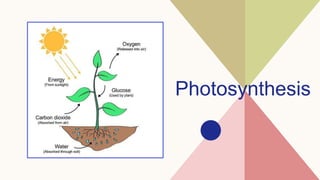 Photosynthesis
 