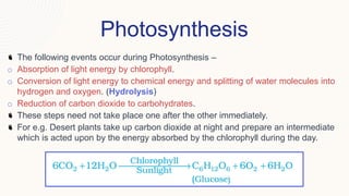 Photosynthesis
The following events occur during Photosynthesis –
o Absorption of light energy by chlorophyll.
o Conversion of light energy to chemical energy and splitting of water molecules into
hydrogen and oxygen. (Hydrolysis)
o Reduction of carbon dioxide to carbohydrates.
These steps need not take place one after the other immediately.
For e.g. Desert plants take up carbon dioxide at night and prepare an intermediate
which is acted upon by the energy absorbed by the chlorophyll during the day.
 