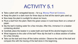 ACTIVITY 5.1
Take a plant with variegated leaves – for e.g. Money Plant or Crotons.
Keep the plant in a dark room for three days so that all the starch gets used up.
Now keep the plant in sunlight for about six hours.
Pluck a leaf from the plant. Mark the green areas in it and trace them on a sheet of
paper.
Dip the leaf in boiling water for a few minutes. After this, immerse it in a beaker
containing alcohol.
Carefully place the beaker in a water-bath and heat till the alcohol begins to boil.
What happens to the color of the leaf? Now dip the leaf in a dilute solution of iodine
for a few minutes.
Take out the leaf and rinse off the iodine solution. Observe the color of the leaf and
compare this with the tracing of the leaf done in the beginning.
 
