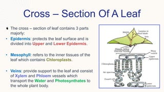Cross – Section Of A Leaf
The cross – section of leaf contains 3 parts
majorly:
• Epidermis: protects the leaf surface and is
divided into Upper and Lower Epidermis.
• Mesophyll: refers to the inner tissues of the
leaf which contains Chloroplasts.
• Veins: provide support to the leaf and consist
of Xylem and Phloem vessels which
transport the Water and Photosynthates to
the whole plant body.
 