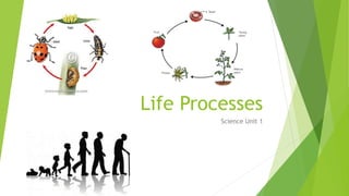 Life Processes
Science Unit 1
 