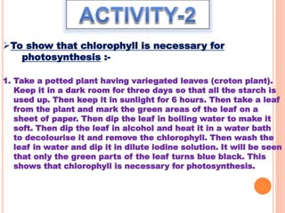 1. Take a potted plant having variegated leaves (croton plant).
Keep it in a dark room for three days so that all the starch is
used up. Then keep it in sunlight for 6 hours. Then take a leaf
from the plant and mark the green areas of the leaf on a
sheet of paper. Then dip the leaf in boiling water to make it
soft. Then dip the leaf in alcohol and heat it in a water bath
to decolourise it and remove the chlorophyll. Then wash the
leaf in water and dip it in dilute iodine solution. It will be seen
that only the green parts of the leaf turns blue black. This
shows that chlorophyll is necessary for photosynthesis.
To show that chlorophyll is necessary for
photosynthesis :-
 