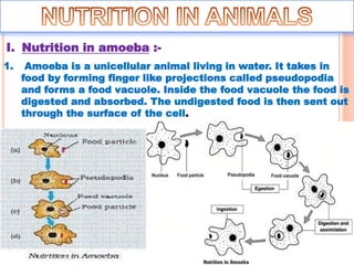 I. Nutrition in amoeba :-
1. Amoeba is a unicellular animal living in water. It takes in
food by forming finger like projections called pseudopodia
and forms a food vacuole. Inside the food vacuole the food is
digested and absorbed. The undigested food is then sent out
through the surface of the cell.
 