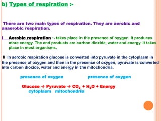 b) Types of respiration :-
There are two main types of respiration. They are aerobic and
anaerobic respiration.
I Aerobic respiration :- takes place in the presence of oxygen. It produces
more energy. The end products are carbon dioxide, water and energy. It takes
place in most organisms.
II In aerobic respiration glucose is converted into pyruvate in the cytoplasm in
the presence of oxygen and then in the presence of oxygen, pyruvate is converted
into carbon dioxide, water and energy in the mitochondria.
presence of oxygen presence of oxygen
Glucose  Pyruvate  CO2 + H2O + Energy
cytoplasm mitochondria
 