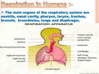  The main organs of the respiratory system are
nostrils, nasal cavity, pharynx, larynx, trachea,
bronchi, bronchioles, lungs and diaphragm.
 