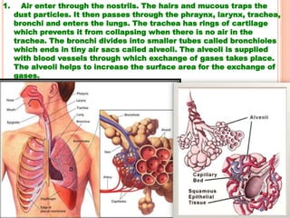 1. Air enter through the nostrils. The hairs and mucous traps the
dust particles. It then passes through the phraynx, larynx, trachea,
bronchi and enters the lungs. The trachea has rings of cartilage
which prevents it from collapsing when there is no air in the
trachea. The bronchi divides into smaller tubes called bronchioles
which ends in tiny air sacs called alveoli. The alveoli is supplied
with blood vessels through which exchange of gases takes place.
The alveoli helps to increase the surface area for the exchange of
gases.
 
