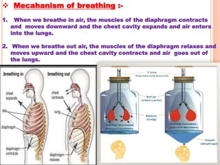  Mecahanism of breathing :-
1. When we breathe in air, the muscles of the diaphragm contracts
and moves downward and the chest cavity expands and air enters
into the lungs.
2. When we breathe out air, the muscles of the diaphragm relaxes and
moves upward and the chest cavity contracts and air goes out of
the lungs.
 