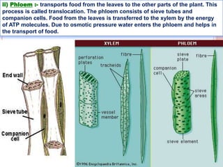 ii) Phloem :- transports food from the leaves to the other parts of the plant. This
process is called translocation. The phloem consists of sieve tubes and
companion cells. Food from the leaves is transferred to the xylem by the energy
of ATP molecules. Due to osmotic pressure water enters the phloem and helps in
the transport of food.
 