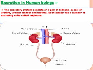 Excretion in Human beings :-
I The excretory system consists of a pair of kidneys , a pair of
ureters, urinary bladder and urethra. Each kidney has a number of
excretory units called nephrons.
 